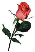 Роза Сочи Мордовия, 80 см.